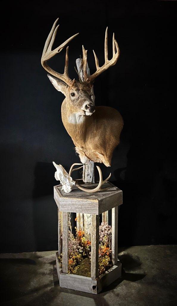 Taxidermy - 20