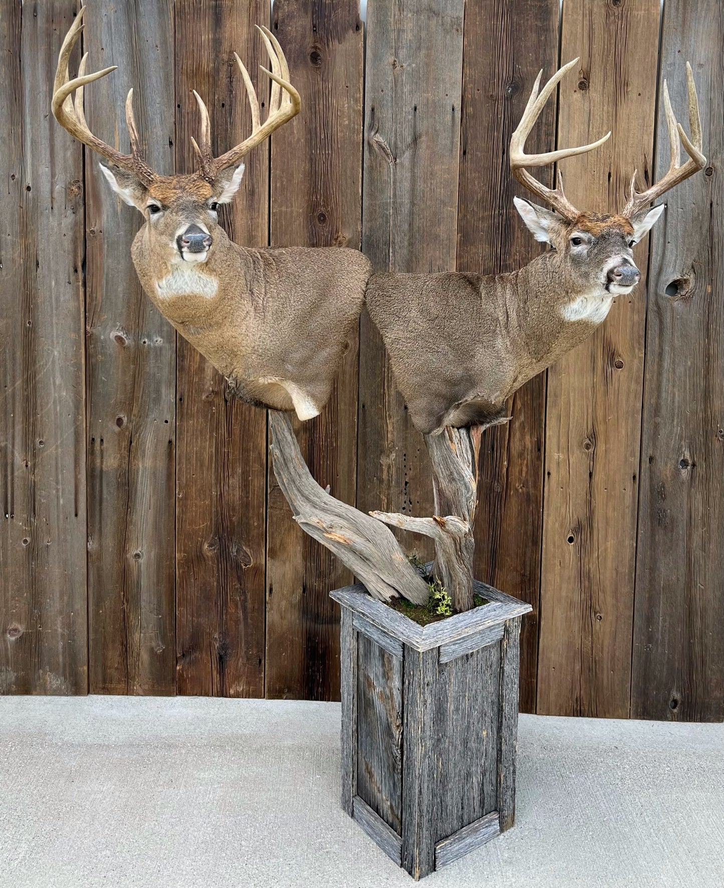Taxidermy - 35