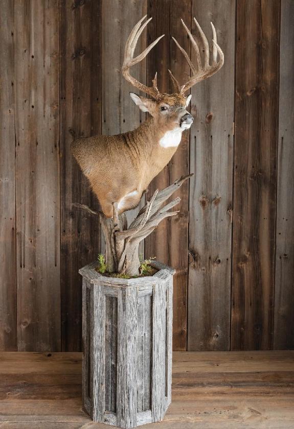 Taxidermy - 14
