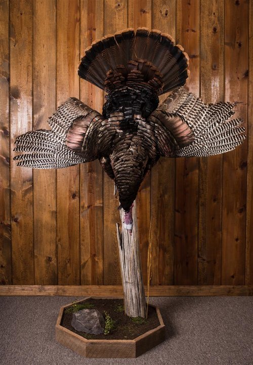 Barnwood - 25