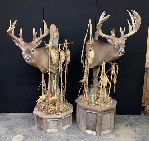 Barnwood - 53