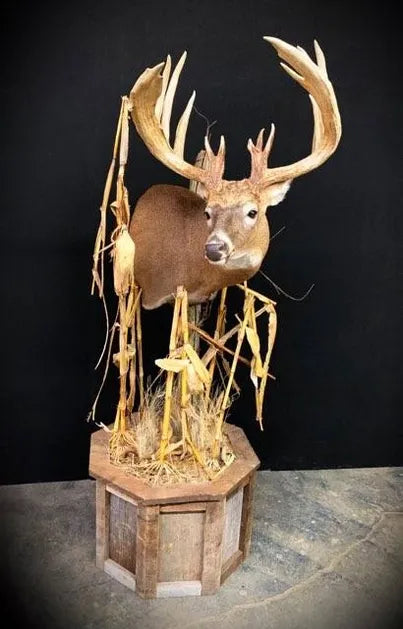 Barnwood - 55