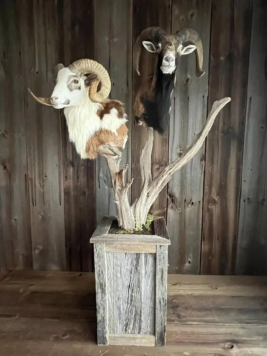 Barnwood - 56